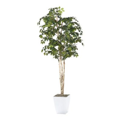 Sakaki Tree in Cardinal Planter 8' - 323833