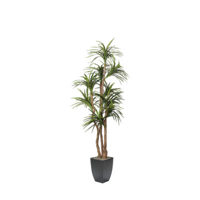 Dracaena Tree in Cardinal Planter 8' - 323834
