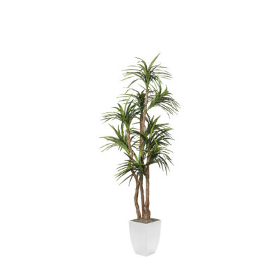 Dracaena Tree in Cardinal Planter 8' - 323835