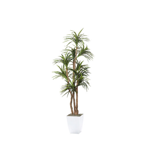 Dracaena Tree in Cardinal Planter 8' - 323835
