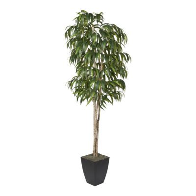 Weeping Ficus in Cardinal Planter 8' - 323836