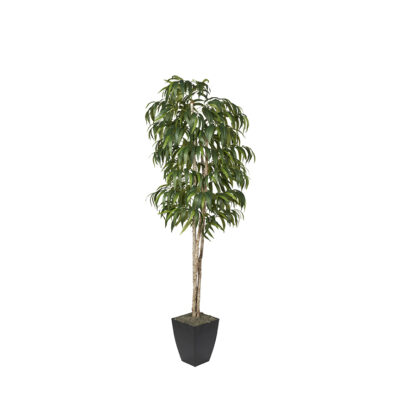 Weeping Ficus in Cardinal Planter 8' - 323836