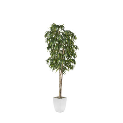 Weeping Ficus in Cardinal Planter 8' - 323837