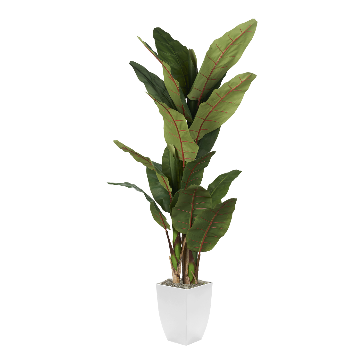 Banana Tree in Cardinal Planter 8' - 323839