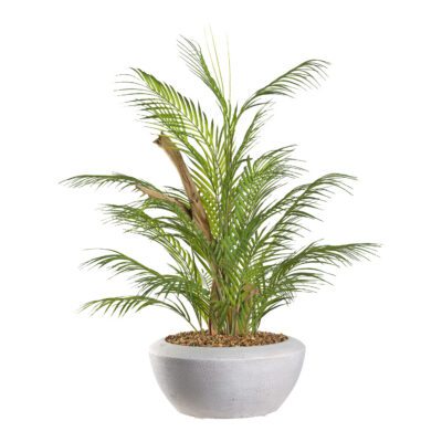 Areca Palm in Triad Planter 2.5' - 323900