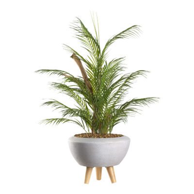 Areca Palm in Triad Planter - 323901