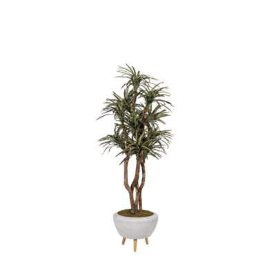 Dracaena Tree in Triad Planter 7.5' - 323903