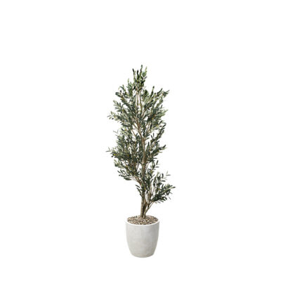 Olive Tree in Hudson Planter 7.5' - 323904