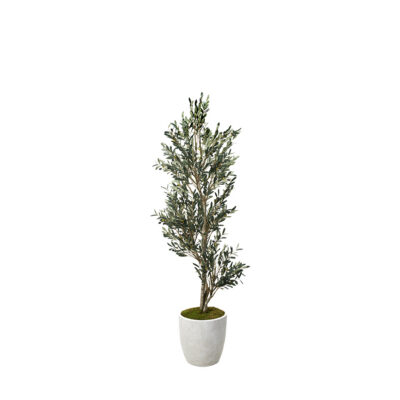 Olive Tree in Hudson Planter 7.5' - 323904