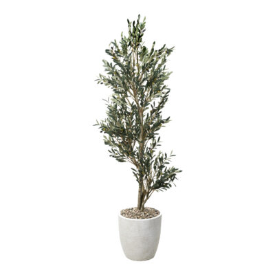Olive Tree in Hudson Planter 7.5' - 323904