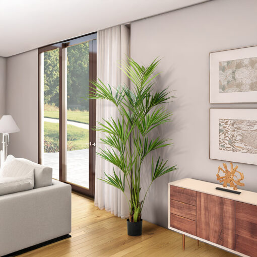 Kentia Palm 7.5' - TL1012 - Image 2