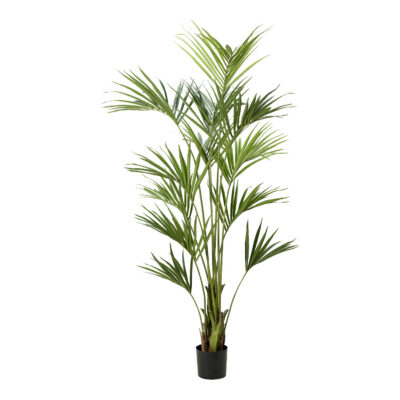 Kentia Palm 7.5' - TL1012