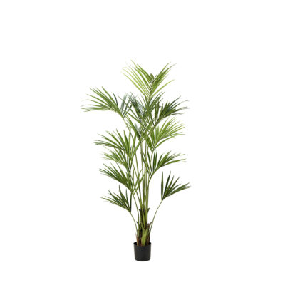 Kentia Palm 7.5' - TL1012