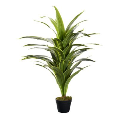 Variegated Dracaena Plant 48" - TL974