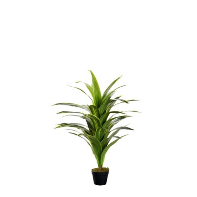 48" Variegated Dracaena Plant - TL974