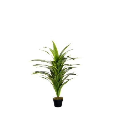 Variegated Dracaena Plant 48" - TL974