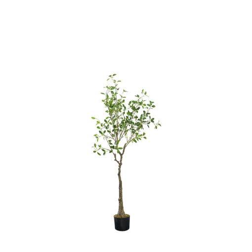 Plumeria Tree 5.5' - TL981