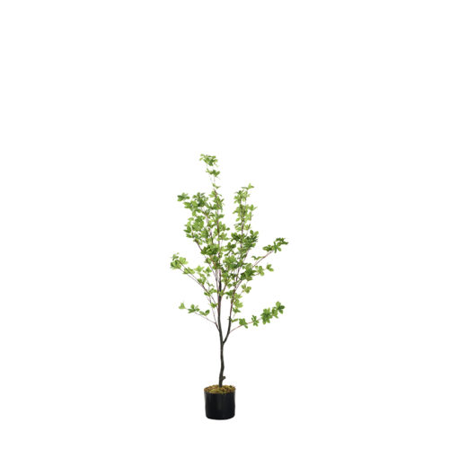 Douban Tree 4.5' - TL982