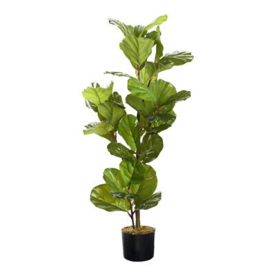 Fiddle Leaf Fig 4' - TL983
