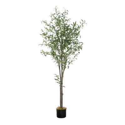 Olive Tree 6' - TL984