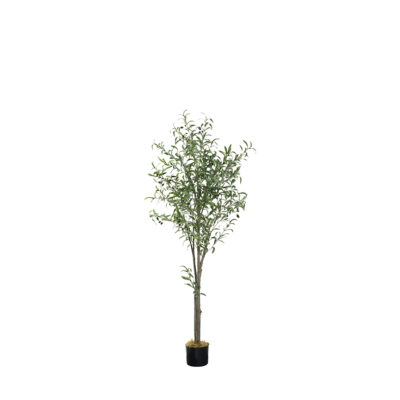 Olive Tree 6' - TL984
