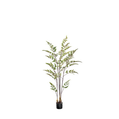 Leather Fern 5.5' - TL985