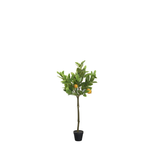 Lemon Tree 3.2' - TL992