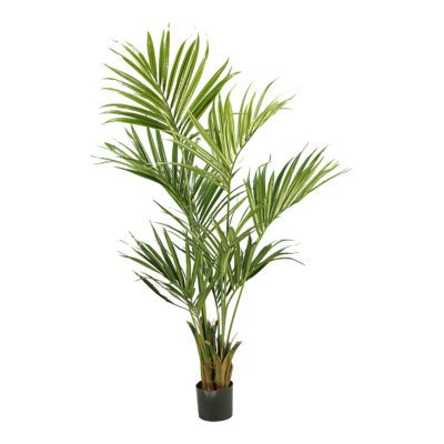 Kentia Palm 5.5' - TL693
