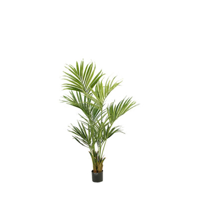 Kentia Palm 5.5' - TL693