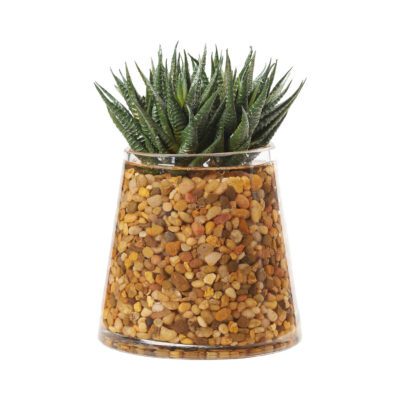 Aloe Plant in Taper Vase - 223004