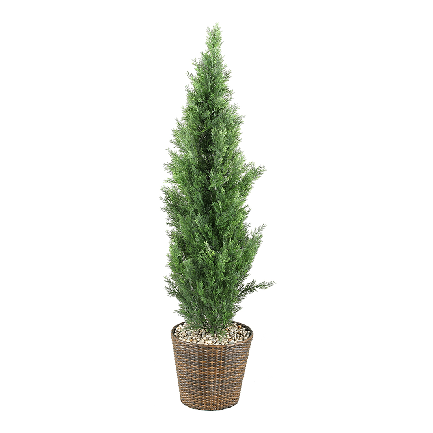Cedar Tree in Basket Planter 5' - 312802