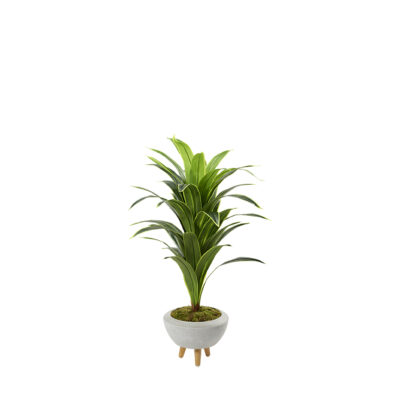Variegated Dracaena in Triad Planter 4.5' - 322703