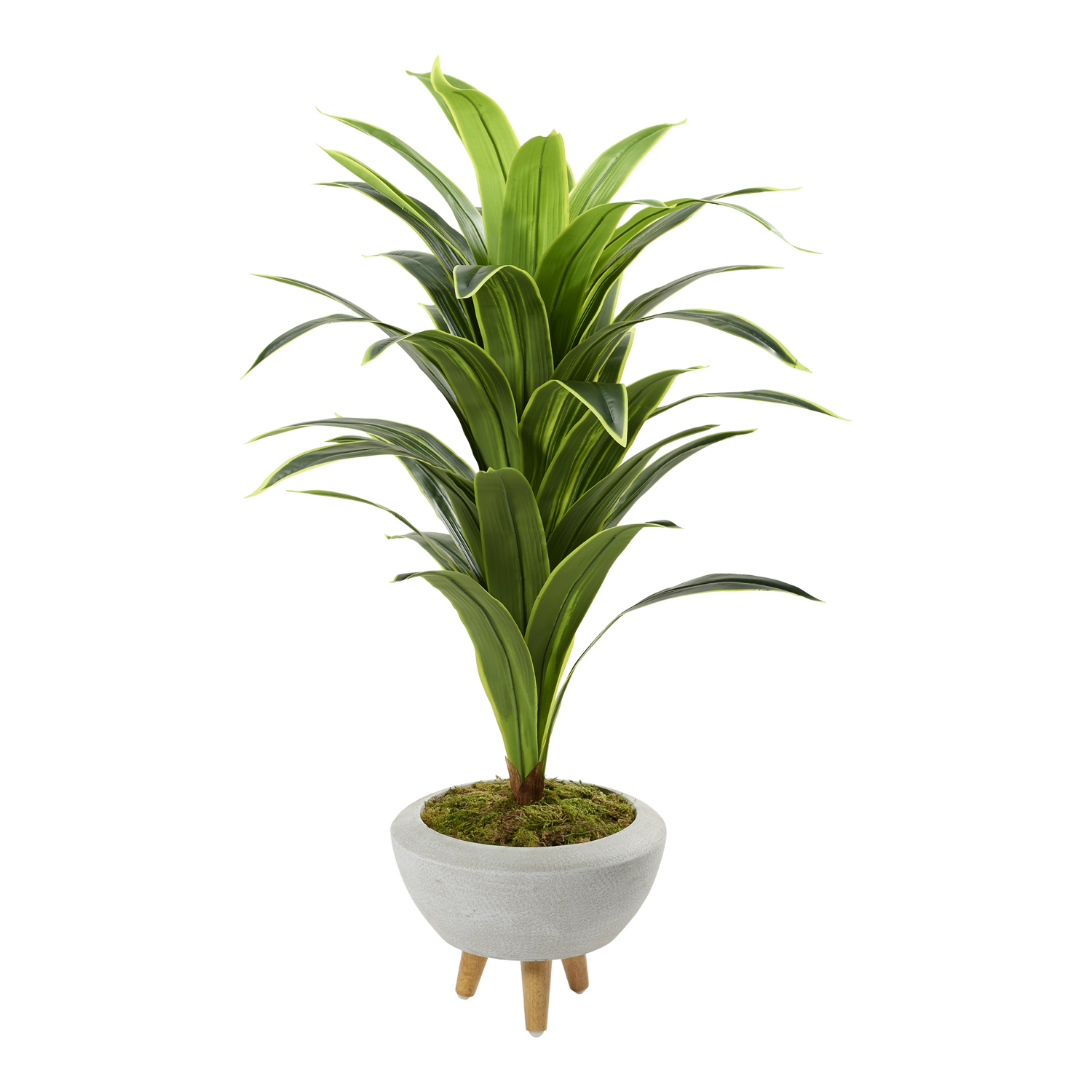 Variegated Dracaena in Triad Planter 4.5' - 322703