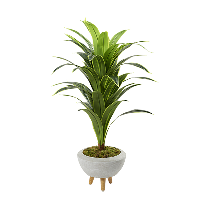 Variegated Dracaena in Triad Planter 4.5' - 322703 - Image 2