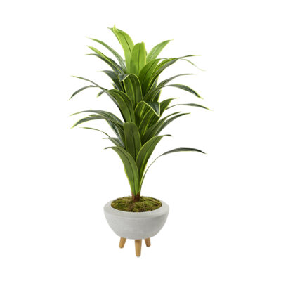 4.5' Variegated Dracaena in Small Triad Planter (with legs) - 322703