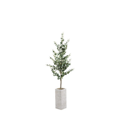 Eucalyptus Tree in Everett Planter 6.3' - 322921