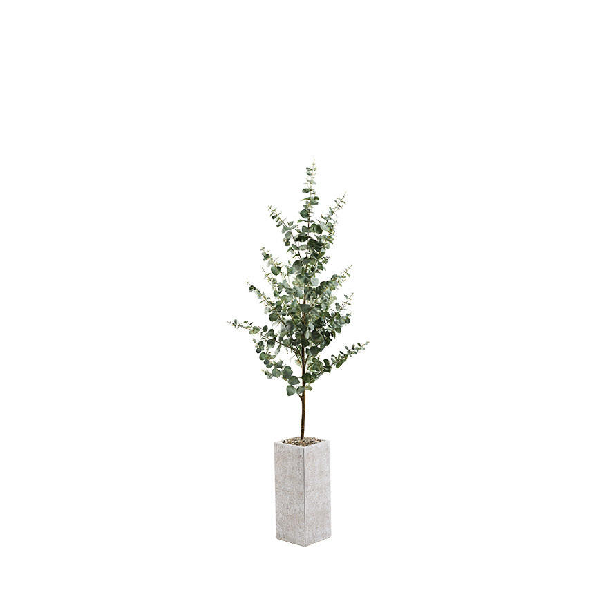 Eucalyptus Tree in Everett Planter 6.3' - 322921