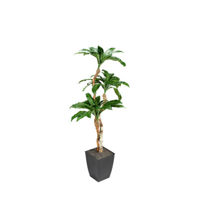 Birdnest Palm in Cardinal Planter 7' - 109131