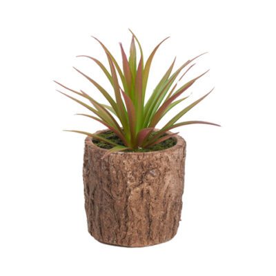 Succulent in Cork Planter - 195001