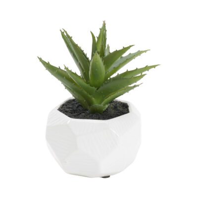 Mini Aloe in White Ceramic Planter - 195017