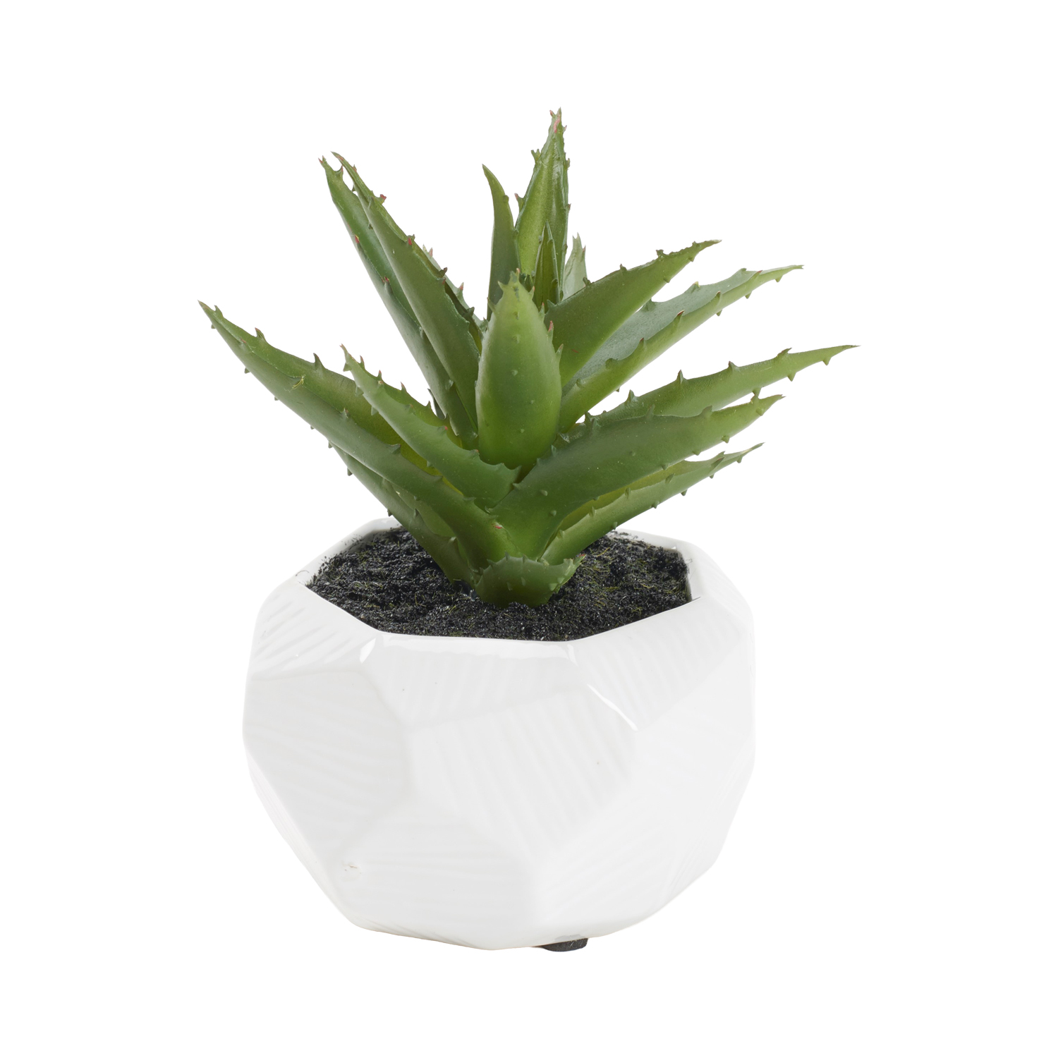 Mini Aloe in White Ceramic Planter - 195017