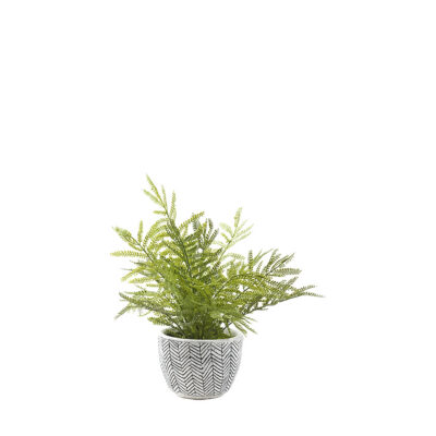 Mini Fern in Round Ceramic Planter - 196202