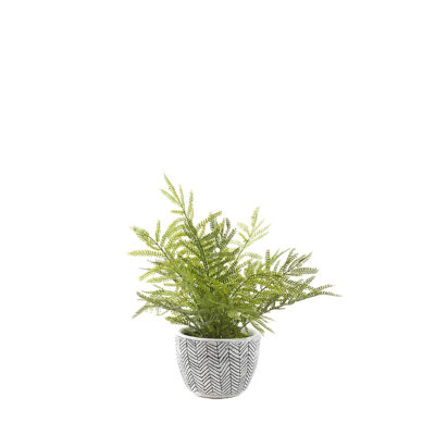 Mini Fern in Round Ceramic Planter - 196202
