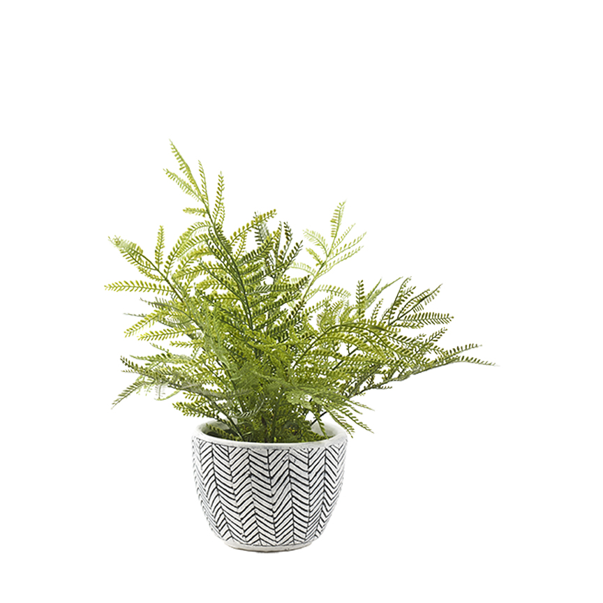 Mini Fern in Round Ceramic Planter - 196202 - Image 2