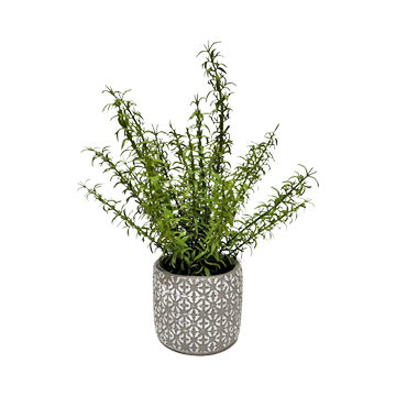 Mini Fern in Round Planter - 196205