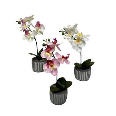 Assorted Orchids in Cement Planter - Set of 12 - 203174