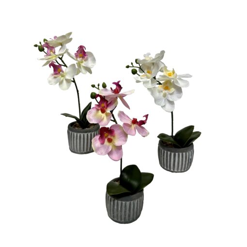 Assorted Orchids in Cement Planter - Set of 12 - 203174