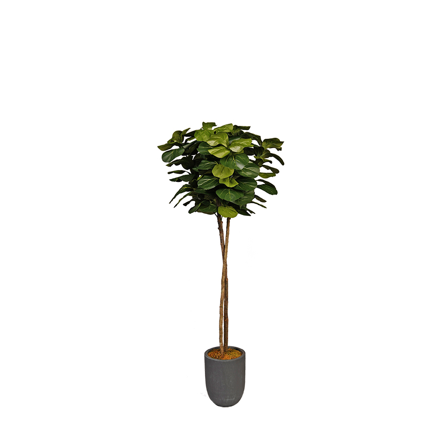 Fiddle Leaf Fig in Campbell Planter 6' - 322638