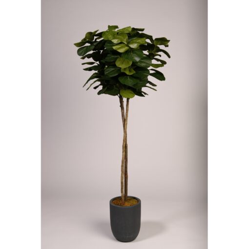 Fiddle Leaf Fig in XS Campbell Planter - 322638