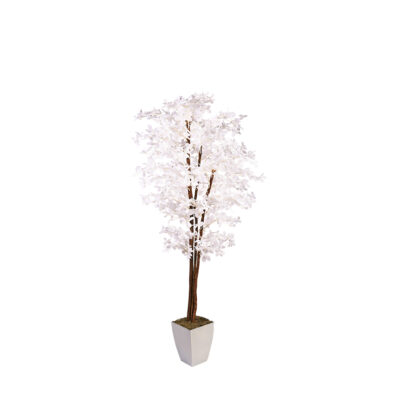 White Olive Tree in Cardinal Planter 7' - 322936